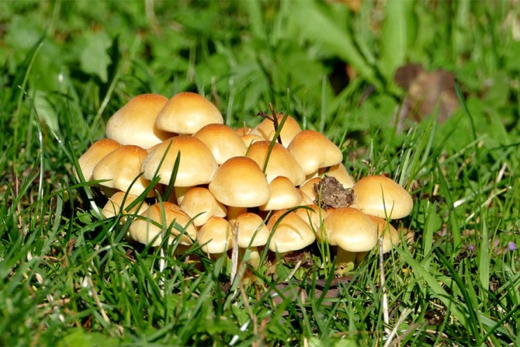 Vic dana: Recept za gljive