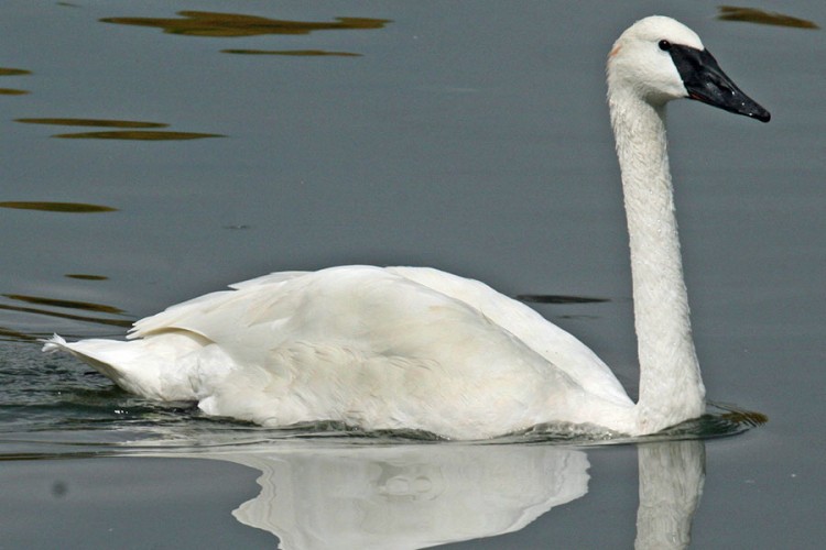 Ptičiji grip otkriven kod labuda u Sloveniji