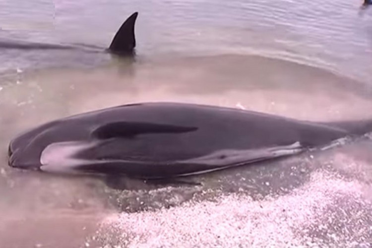 Kraj Novog Zelanda uginulo oko 100 nasukanih kitova