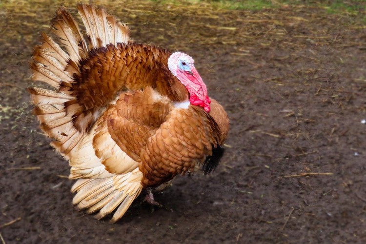 Pojavio se ptičiji grip na farmi ćurki u Hrvatskoj