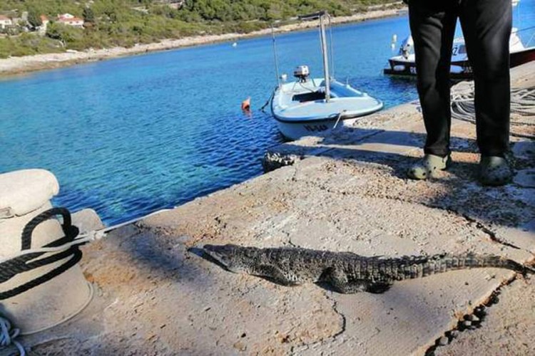 Nesvakidašnji prizor na hrvatskom ostrvu - mještane iznenadio krokodil