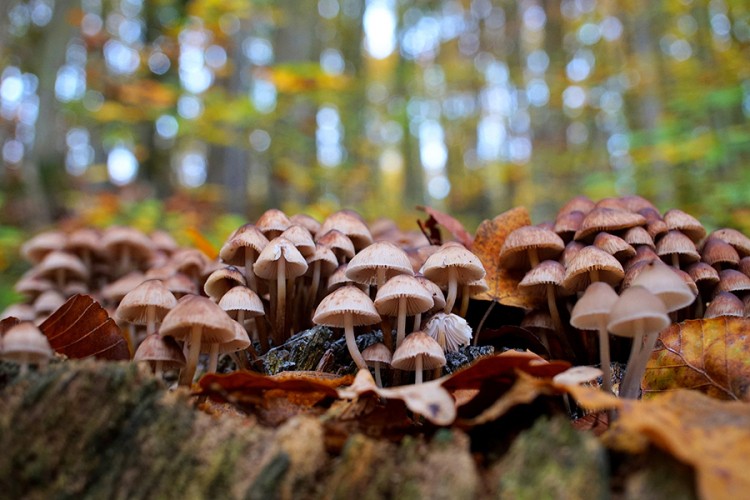 Iz šume možete ponijeti samo kilogram gljiva ili bilja