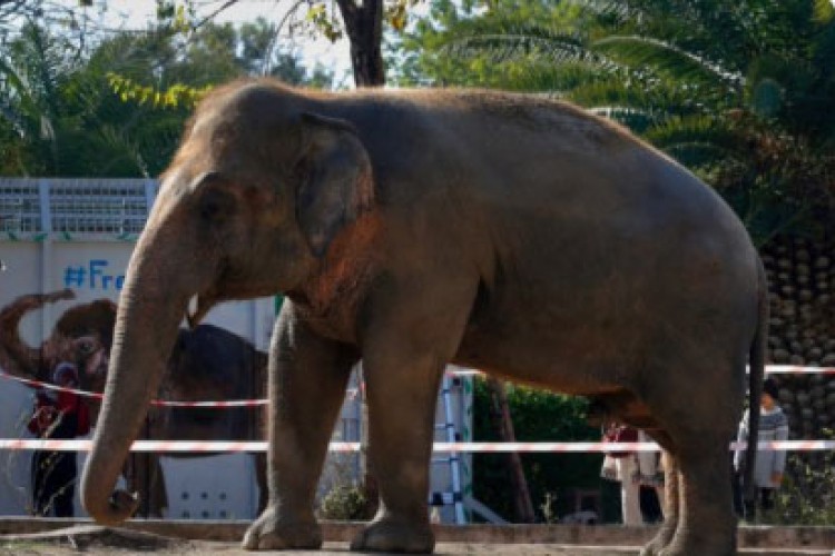 Najusamljenijeg slona na svijetu čeka bolji život
