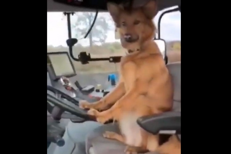 Pogledajte kako pas Žućo vozi traktor