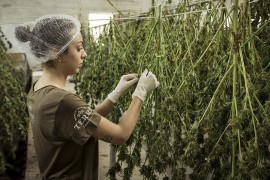 Marihuana - podstrek za razvijanje nauke, lijekova i privrede u svijetu