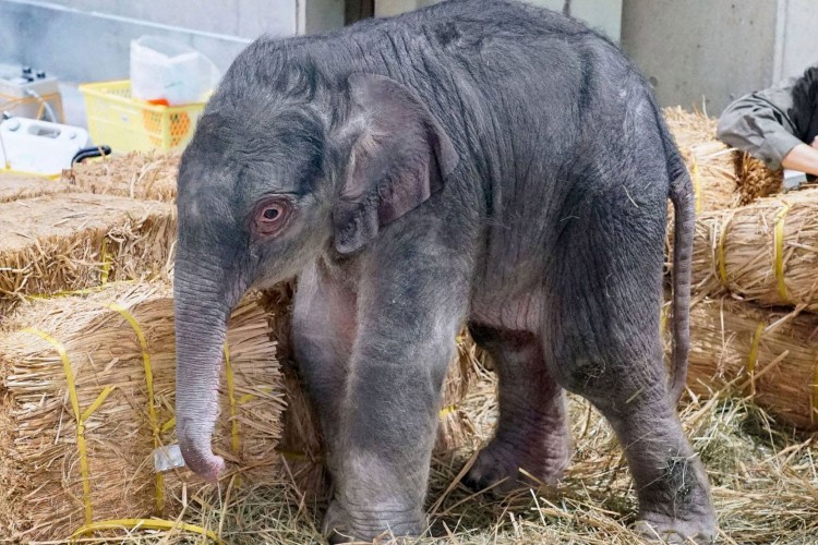 Mladunče slona prvi put u tokijskom zoo vrtu