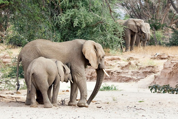 Namibija prodaje 170 divljih slonova kojima prijeti izumiranje