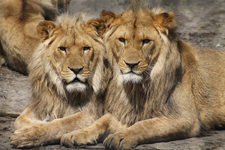 Još jedan slučaj korone u zoo-vrtu, četiri lava pozitivna na kovid-19