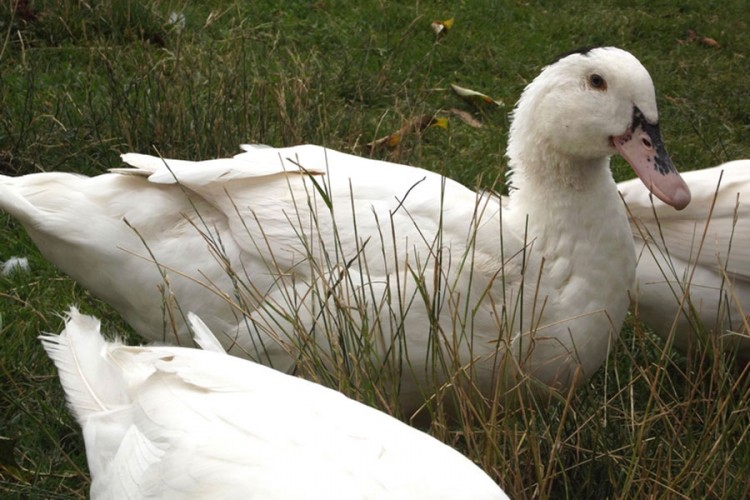 Novi slučaj visokoinfektivnog ptičijeg gripa na farmi u Francuskoj