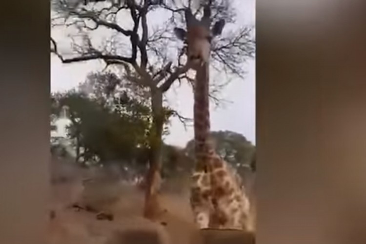 Bijesna žirafa otjerala turiste iz svog staništa