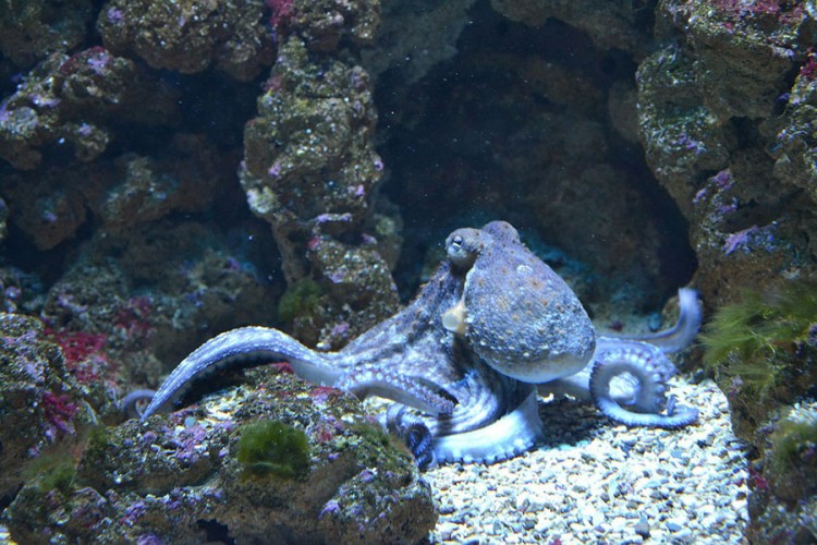 Novo otkriće - hobotnice disciplinuju ribe koje im pomažu u lovu
