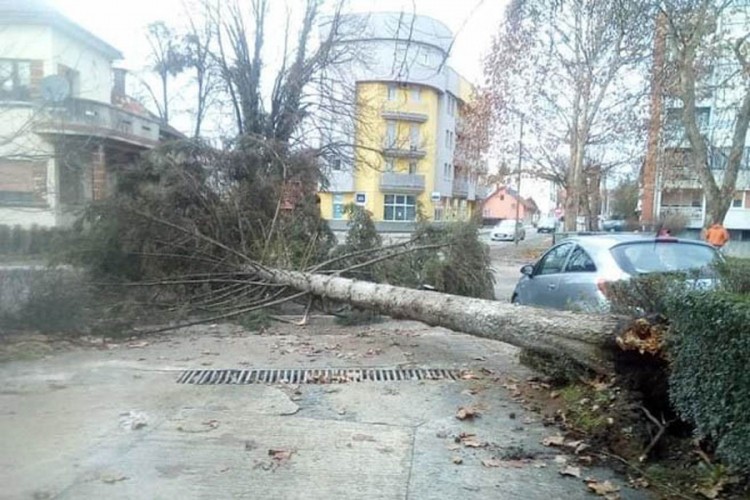Vjetar srušio stablo visoko 15 metara u Prijedoru