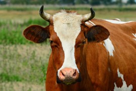 Dvojica državljana BiH uhapšeni zbog krijumčarenja krava iz Srbije