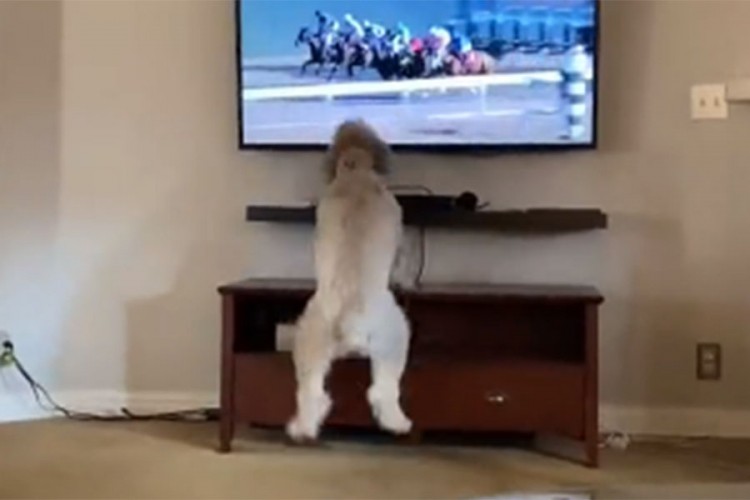 Reakcija psa na konjske trke nasmijala mnoge: "Plačem od smijeha"