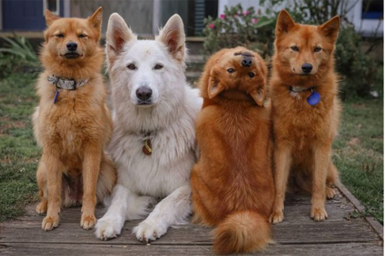 Pas Kiko postao zvijezda zbog poza na porodičnim fotografijama