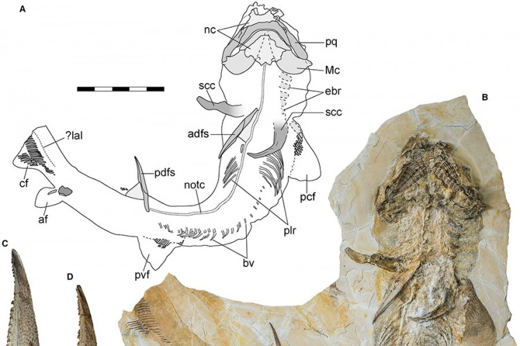 Otkriven fosil ajkule star 150 miliona godina