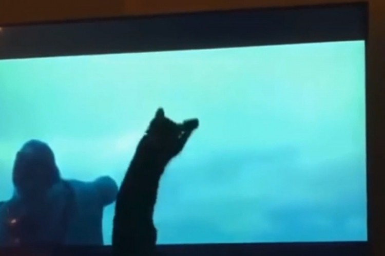 Urnebesna reakcija mačke dok je gledala "Ratove zvijezda"