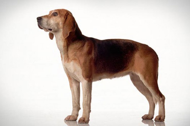 Ove rase pasa žive najduže