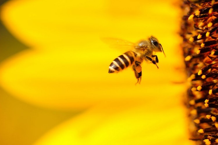 Pčele nestaju, naučnici zabrinuti
