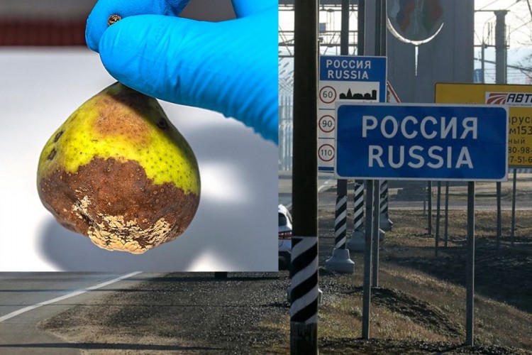 "Nezavisne" istražuju: Ruske službe upozoravale na probleme sa izvozom kruške