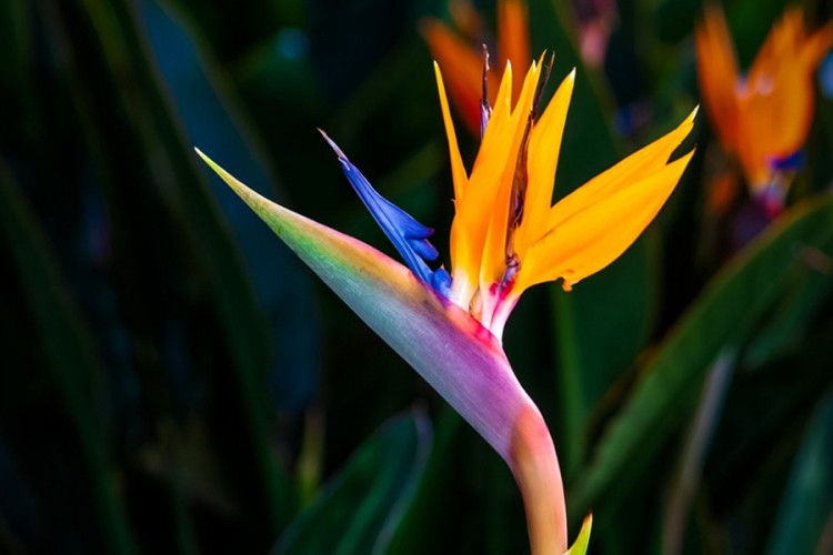 Sobna biljka strelicija - egzotična ljepota rajske ptice