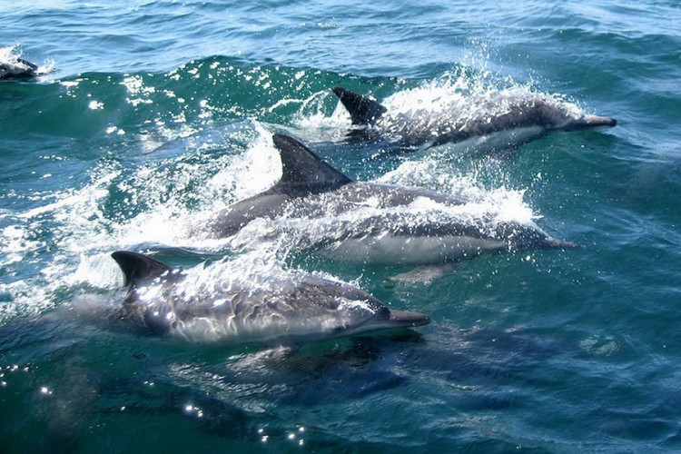 Jato delfina u Piranskom zalivu