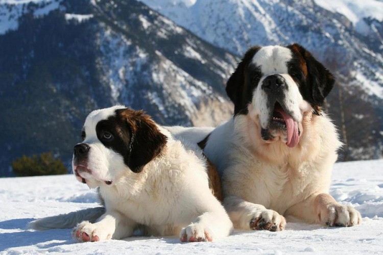 Psi spasli vlasnike kada ih je zatrpala lavina u Švajcarskoj
