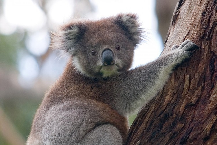Dronovi broje koale u Australiji