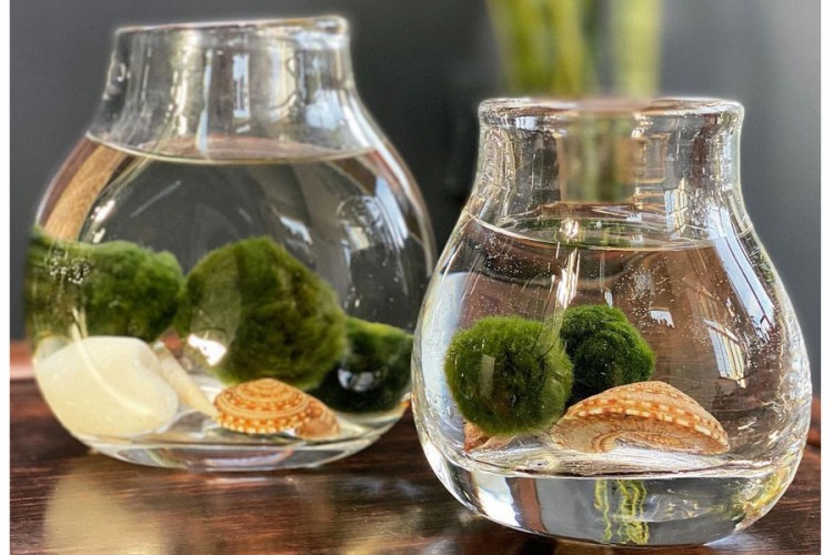 Marimo loptice: Čudesne dekorativne vodene biljke