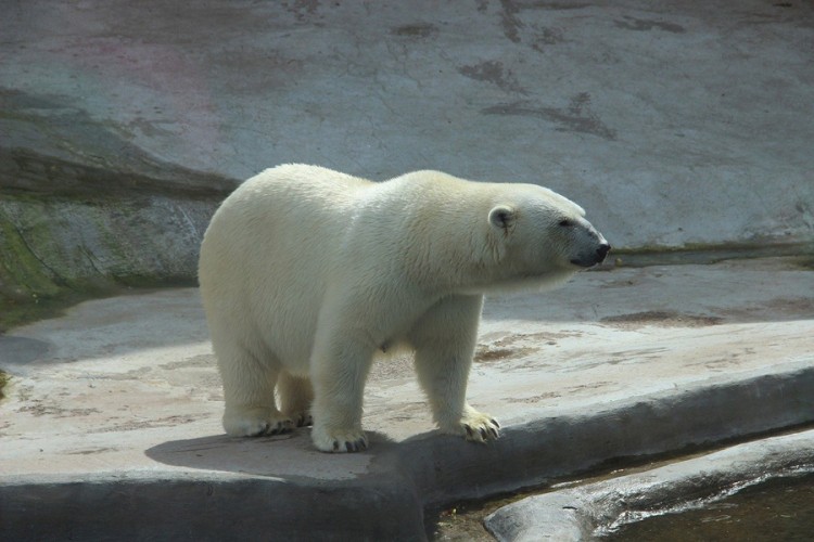Polarni medvjed ubio medvjedicu u zoo-vrtu