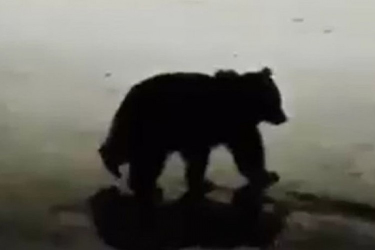 Medvjed dolazi među vikendice na izletištu kod Kaknja