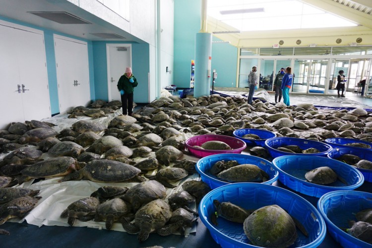Više hiljada morskih kornjača se nasukalo na obale Teksasa
