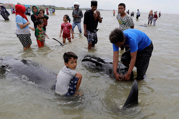 Nasukali se kitovi u Indoneziji, tri preživjela
