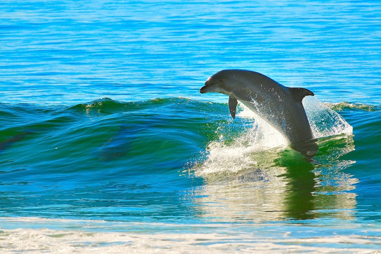 Delfini imaju osobine slične ljudskim, radoznali su i društveni