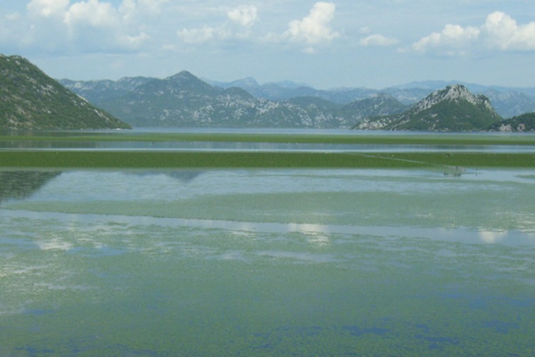 Na Skadarskom jezeru zaplijenjena 222 kilograma marihuane