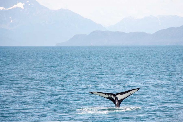 Novi Zeland: Volonteri spasili 40 nasukanih kitova