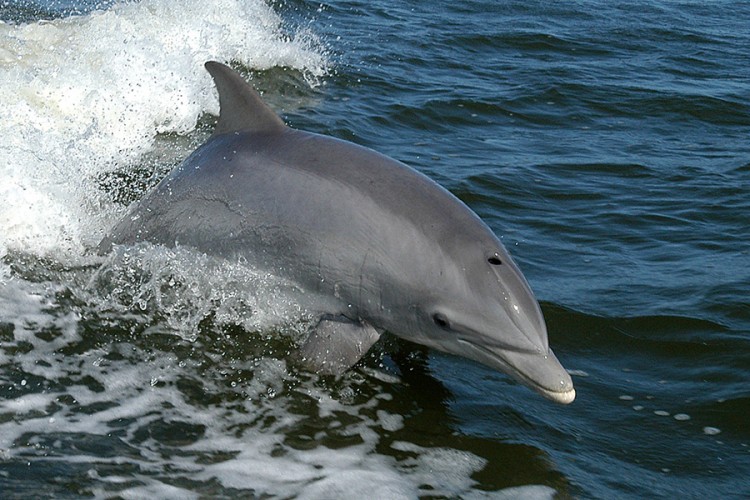 Delfini po osobinama ličnosti vrlo slični ljudima