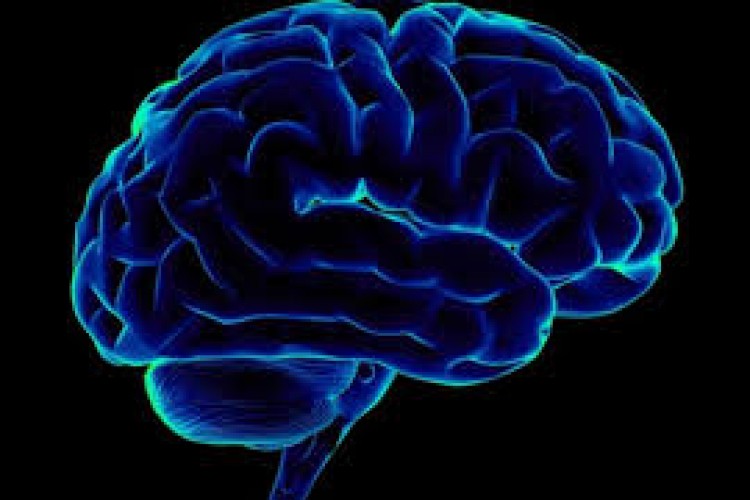 Novi vještački mozak razvija se poput ljudskog