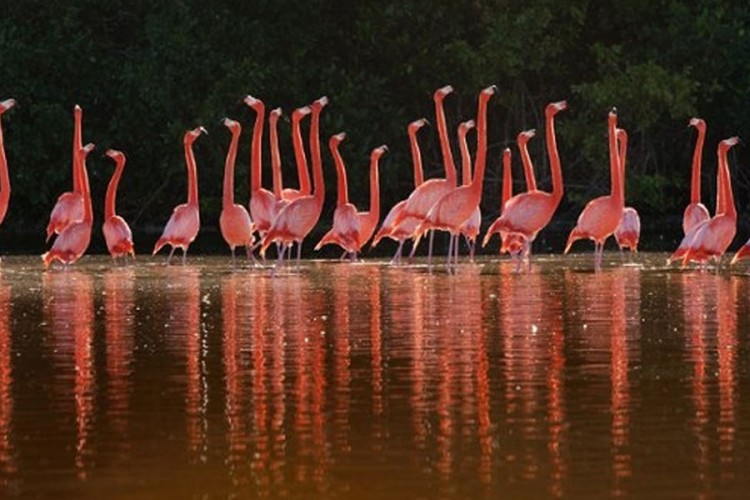 Desetine flamingosa uginulo, otrovali se sačmom