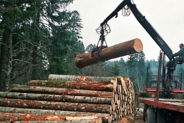 Pad proizvodnje i prodaje u šumarstvu veći od 70 odsto