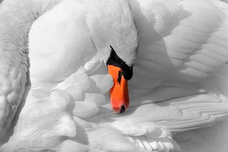 Potvrđen ptičiji grip kod uginulog labuda u Hrvatskoj