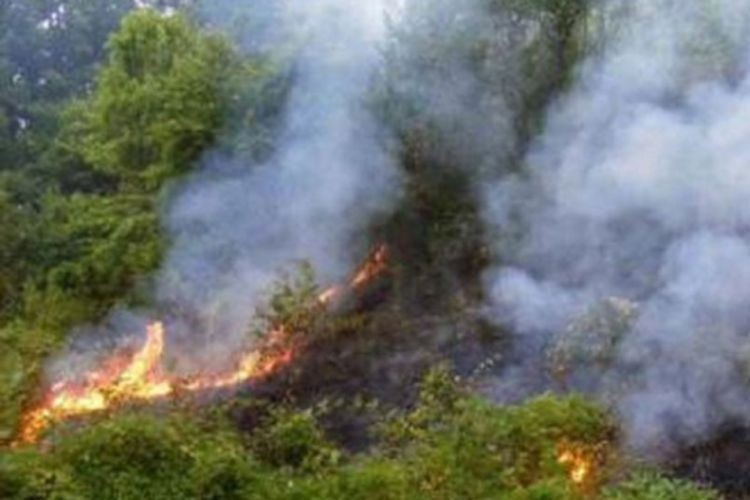 Izgorjela tri dunuma niskog rastinja i borove šume