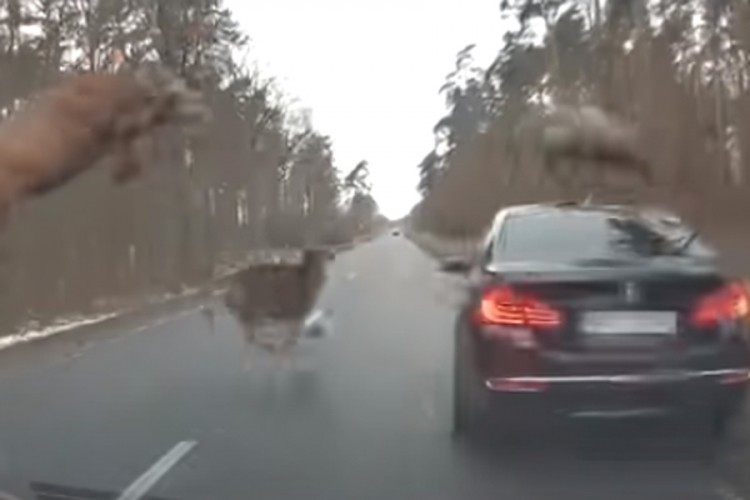 Grupa jelena "napala" BMW