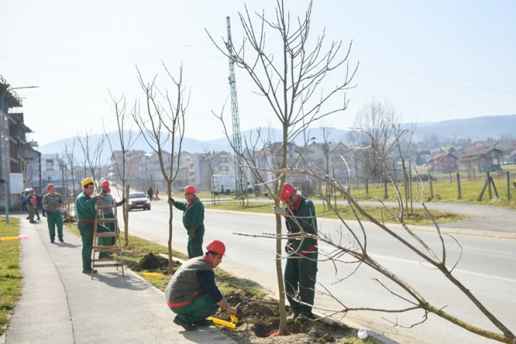 Banjaluka će biti bogatija za još 770 stabala