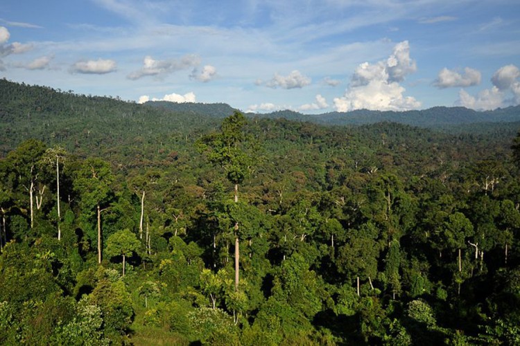 Uništeno ili degradirano dvije trećine tropskih šuma