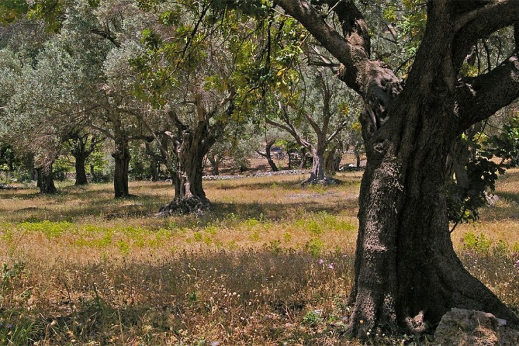 Španski maslinari sijeku stogodišnja stabla