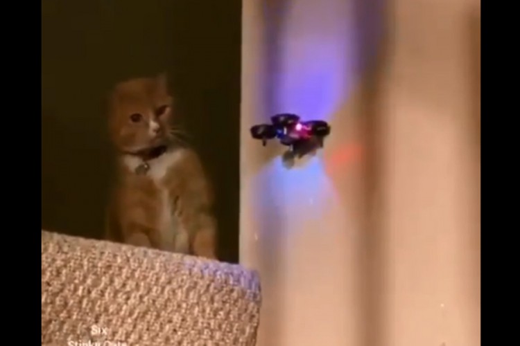 Mački se približio dron, bio je dovoljan jedan potez