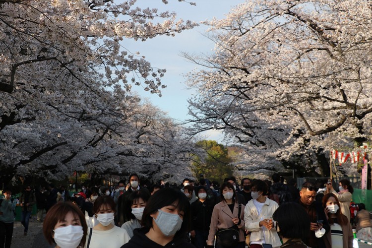 Uprkos pandemiji Japanci uživaju u trešnjinom cvijetu