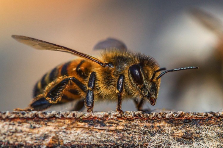 Naučnici otkrili tajnu mozgova pčela