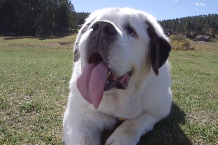 Pas sa najdužim jezikom na svijetu